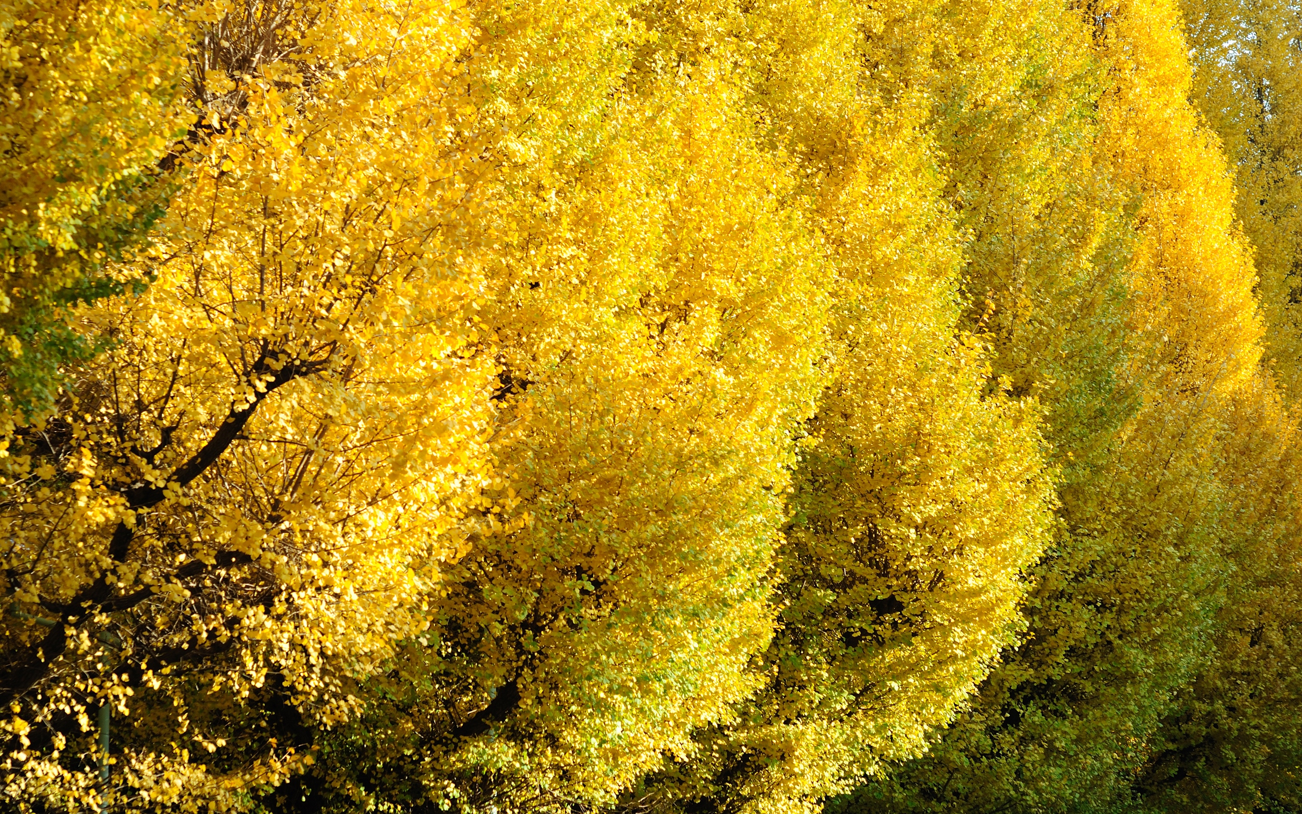    2560x1600 ::  1